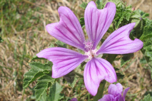 Malva neglecta L