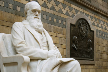 darwin