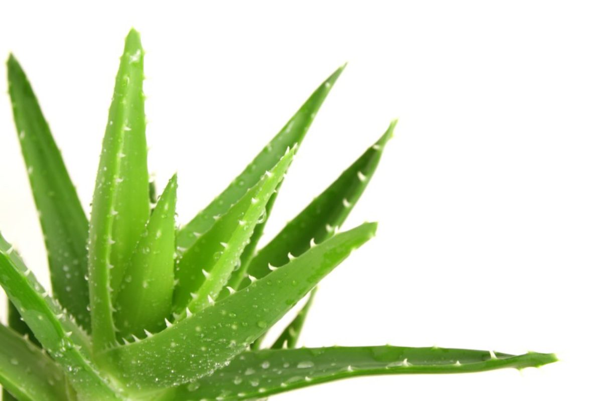 Aloe vera gyógyíthatja a cukorbetegeket - HáziPatika