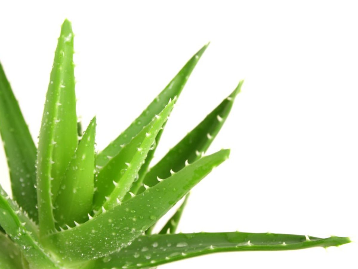 Aloe vera kezelés visszér ellen. Pin on gyógyfüvek és gyógymódok