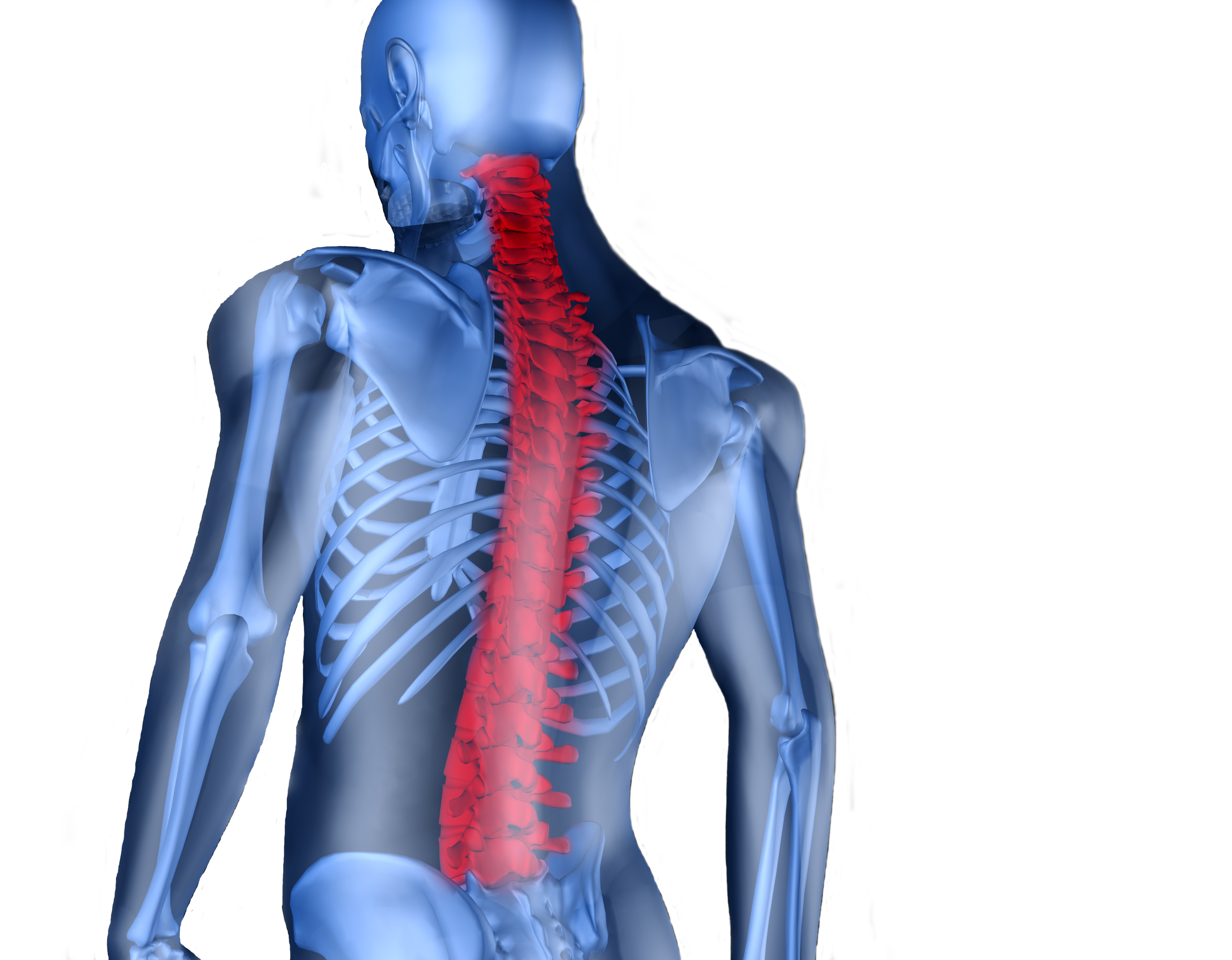 Spine. Мышечный корсет позвоночника. Мышцы грудного отдела спины. Мышечный корсет поясничного отдела. Мышечный каркас поясницы.