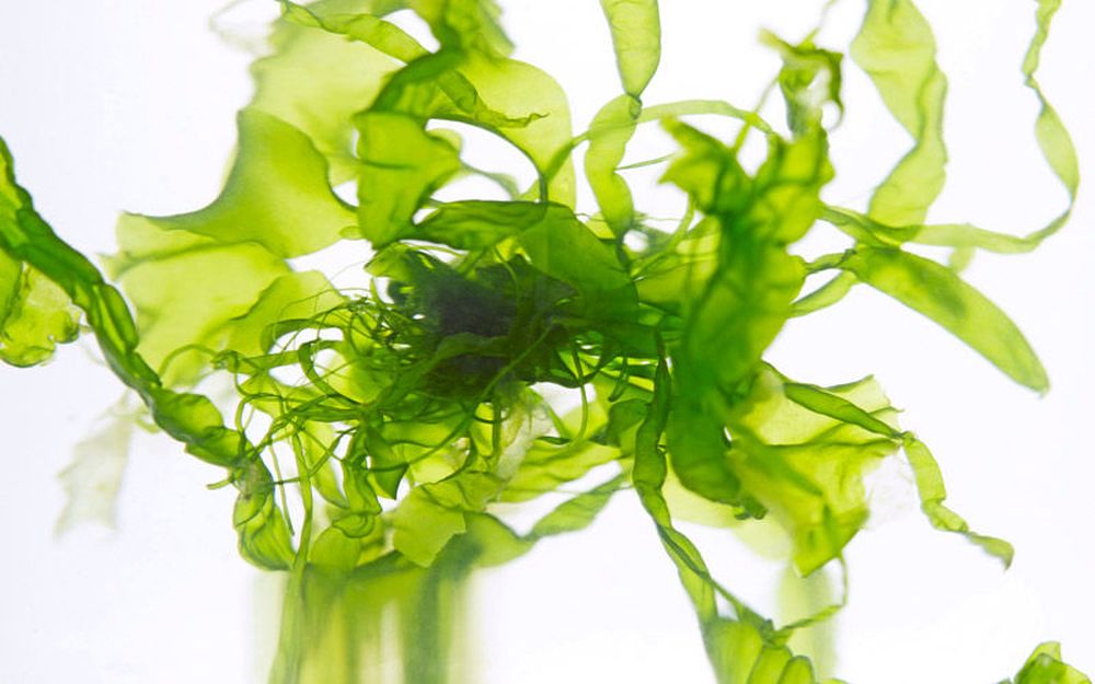 Водоросли организме человека. Водоросли ламинария. Ламинария трава. Seaweed algae Laminaria. Морские водоросли спирулина.