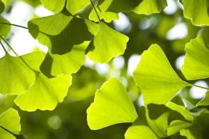 GinkgoBiloba