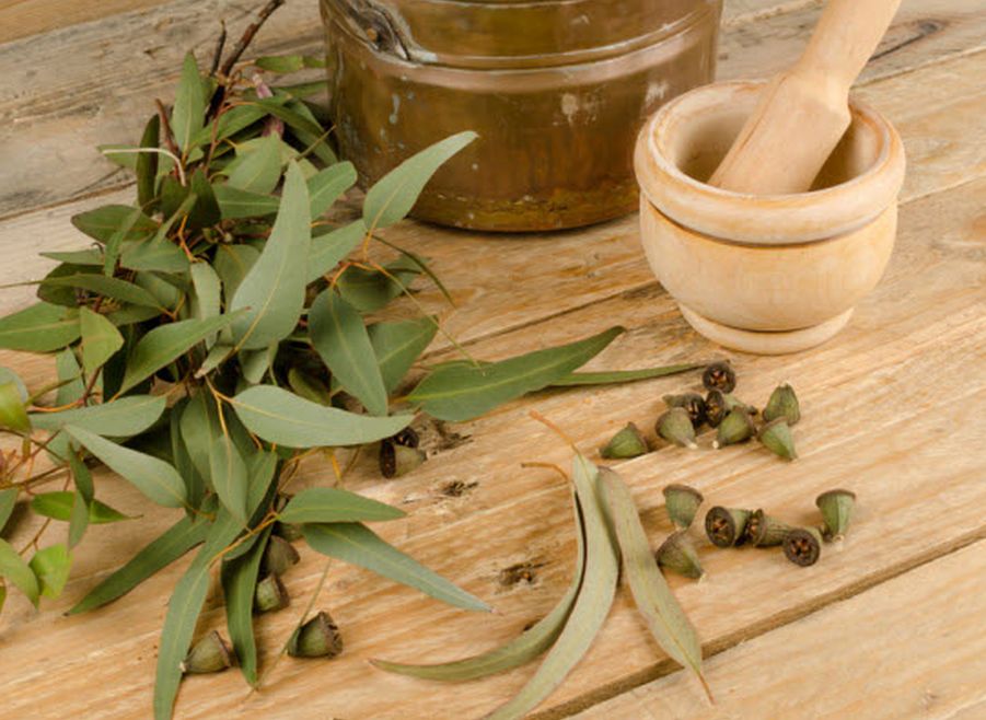 Az illatos, mentolos eukaliptuszolaj | Gyógyszer Nélkül