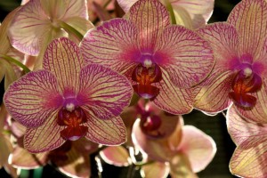 orchidea