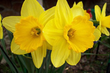 Narcisz_tavaszi viragok