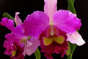 orchidea-sötét