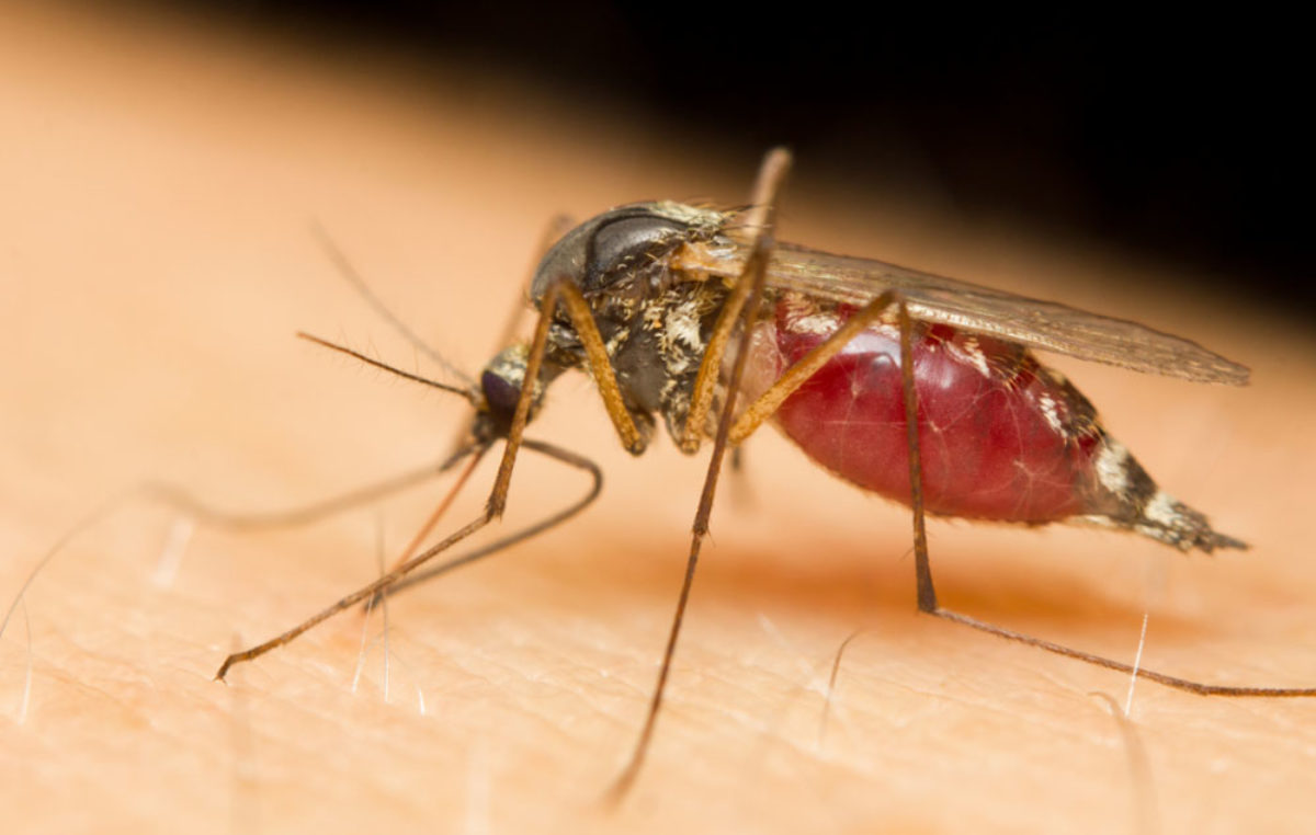 a Plasmodium malária esetében a szúnyog