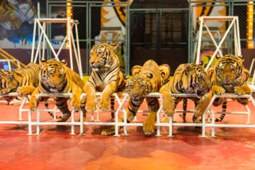 tigrisek a cirkuszban