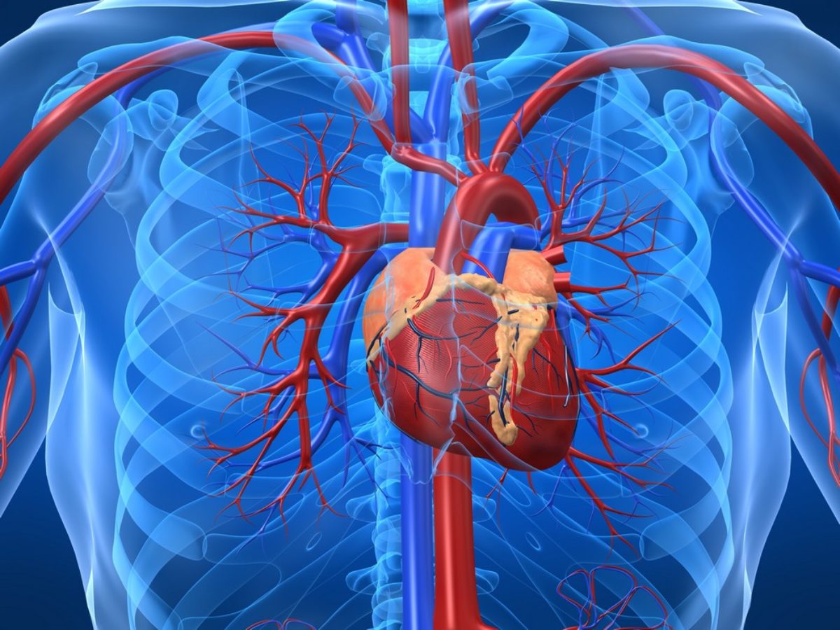 koszorúér-betegség hatással van a szív egészségére