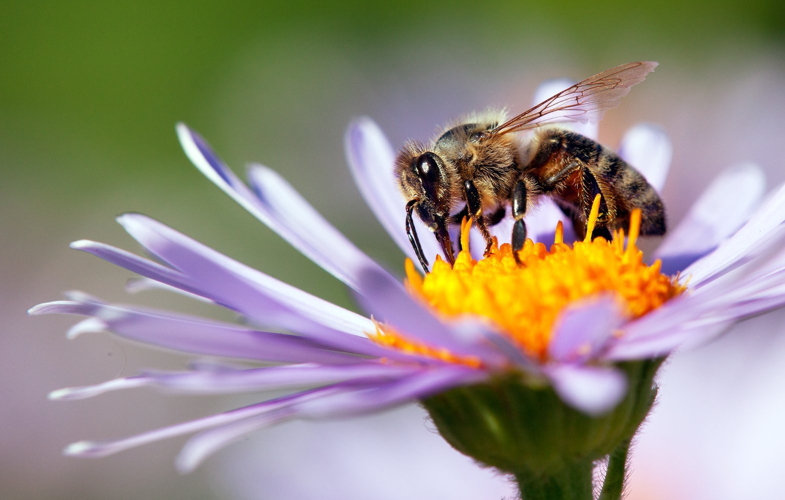 Rövidlátás kezelése méhészeti tinktúrával - Rhinitis kezelése