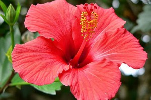 hibiszkusz