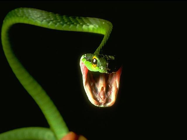 hőlátó kígyó tíz százalékos látás